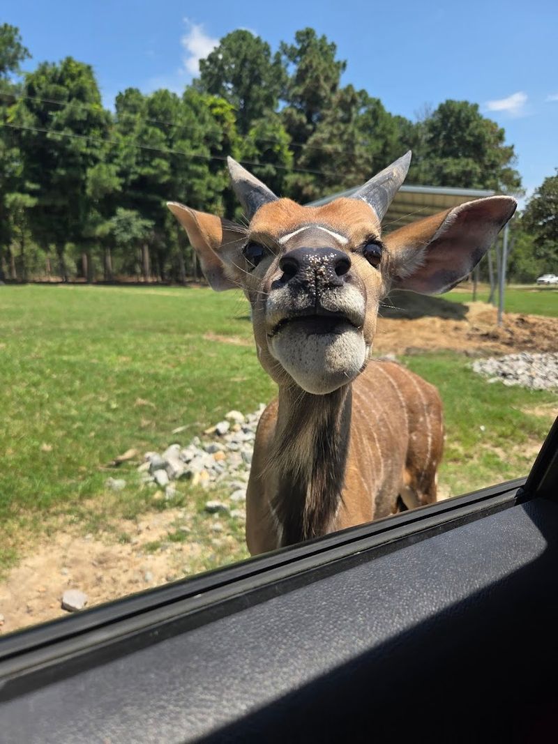 The Drive-Through Safari Experience