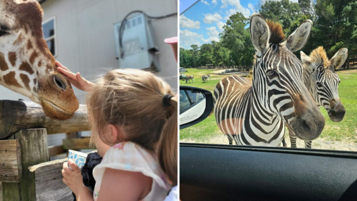 The Wildest Drive in North Carolina Takes You Past Zebras and Camels on a Backroad You’d Never Expect