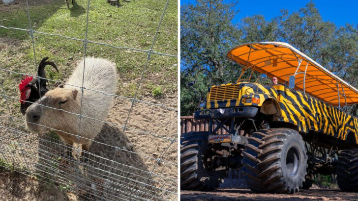 The World&rsquo;s Largest Monster Truck Safari Rolls Through 2,500 Acres of Citrus Groves and Exotic Animals in Florida