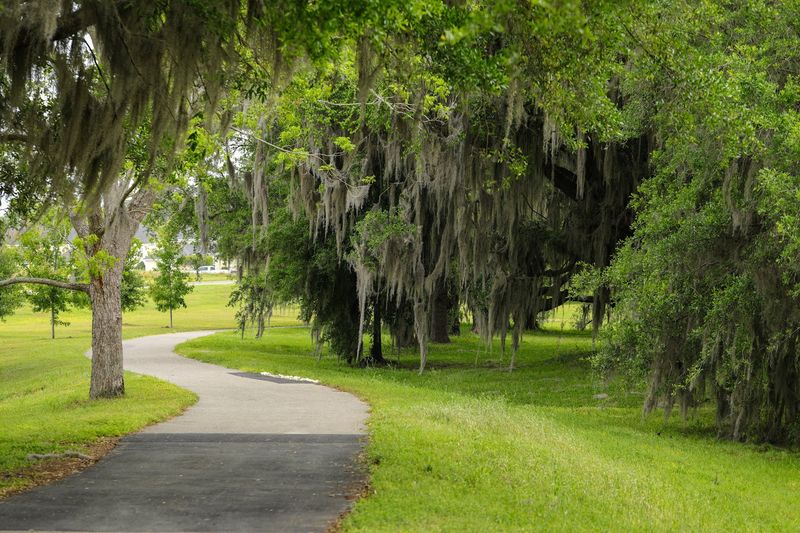 The Famous Canopy Roads That Make Every Drive Feel Like a Movie Scene