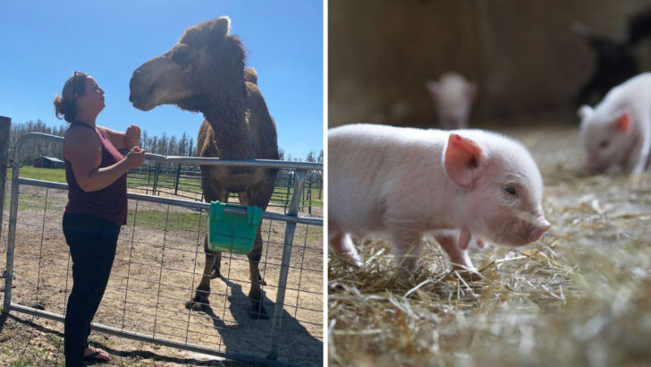 There&rsquo;s a Florida Farm Where You Can Cuddle Mini Piglets and Meet a Very Curious Camel