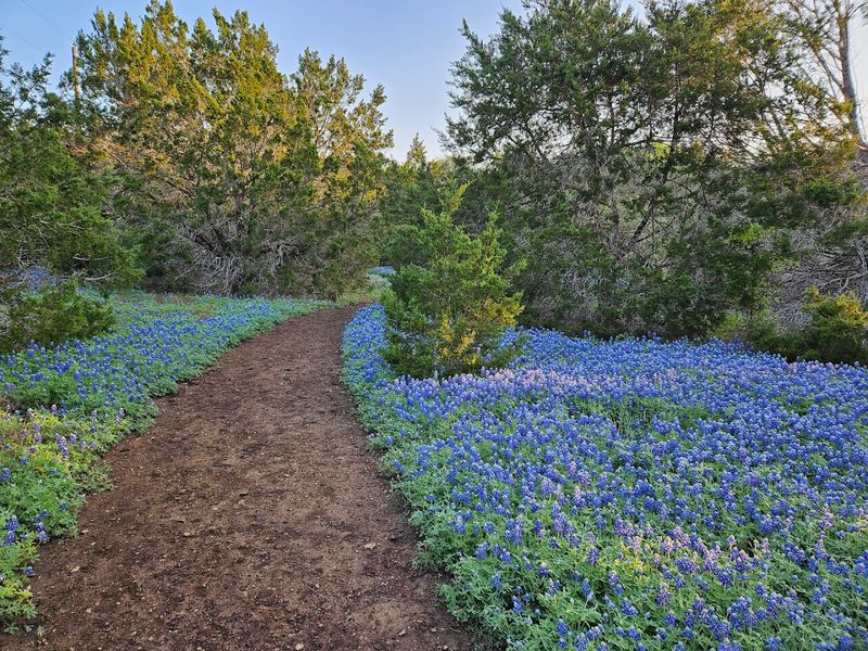 Trail Overview: A Hill Country Loop in the Heart of Austin