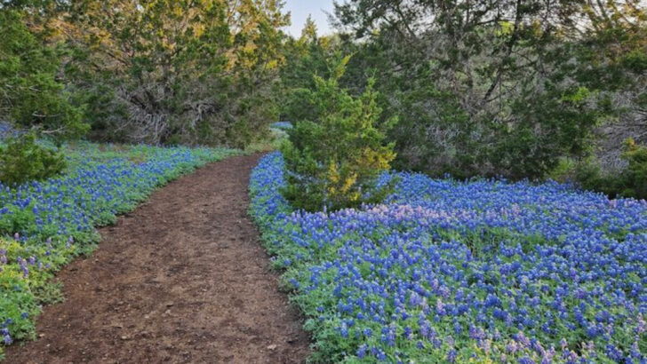 This 2.7-Mile Texas Trail Rewards Hikers With Waterfalls And Hills Covered In Wildflowers