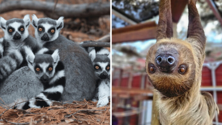 This 20 Acre Florida Sanctuary Is Home to Lemurs and Sloths, and You Can Only Visit by Appointment