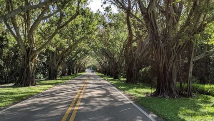 This 20-Mile Tree Tunnel in Florida Turns an Ordinary Drive Into Something Almost Unreal