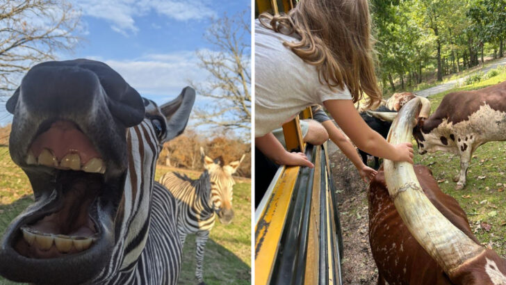This 250-Acre Missouri Safari Lets You Hand‑Feed Zebras And Bison From Your Car Window