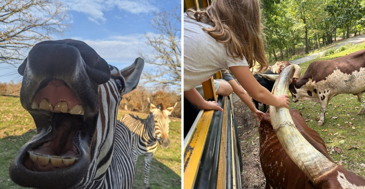 This 250-Acre Missouri Safari Lets You Hand‑Feed Zebras And Bison From Your Car Window