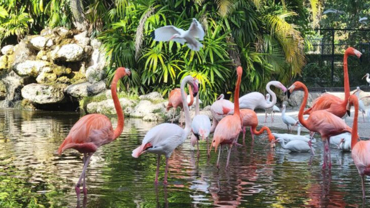 This 60-Acre Wildlife Sanctuary in Florida Is Home to Flamingos and You Can Feed Them Right from Your Hand