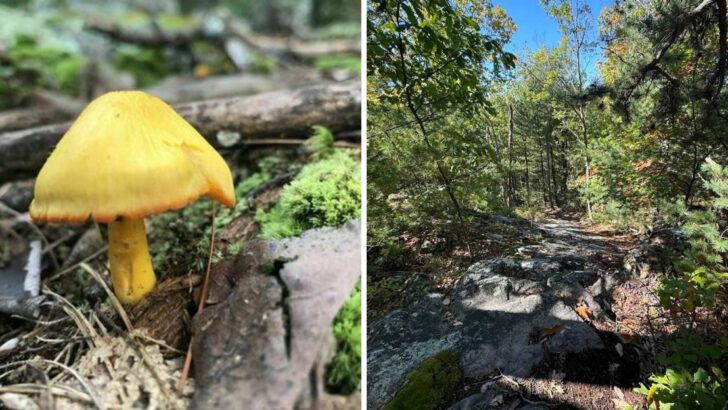 This 85,000 Acre State Forest in Pennsylvania Is a Year Round Paradise for Hikers and Nature Lovers