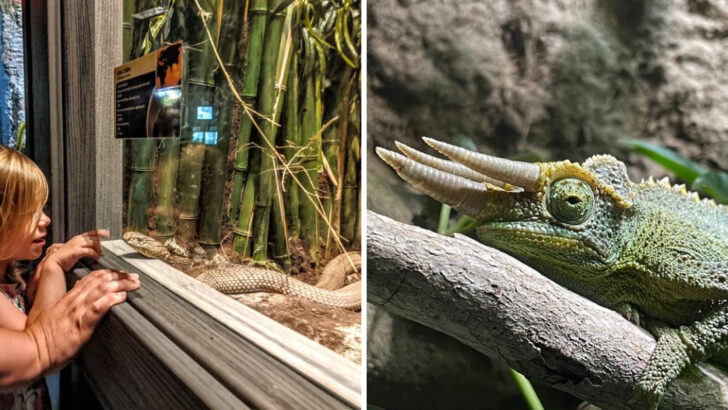 This Aquarium And Reptile Exhibit In Pennsylvania Lets You Get Surprisingly Close To Exotic Animals