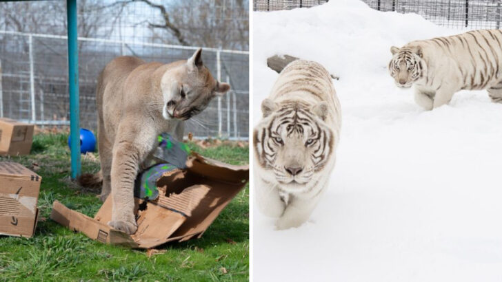 This Arkansas Refuge Gives Rescued Big Cats a Second Chance and Lets Visitors Sleep Overnight in a Treehouse