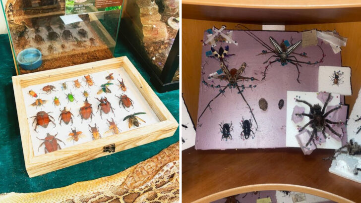 This Bizarre Illinois Museum Is Filled With Thousands of Insects and It&rsquo;s as Creepy as You&rsquo;d Imagine