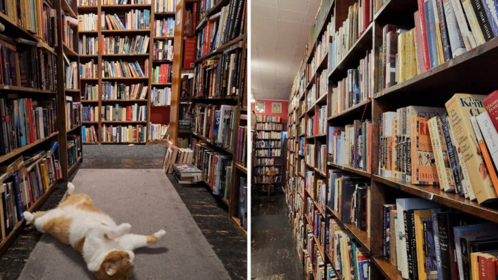 This Bookstore in Pennsylvania Is a 5,000-Square-Foot Maze With Books Stacked to the Ceiling