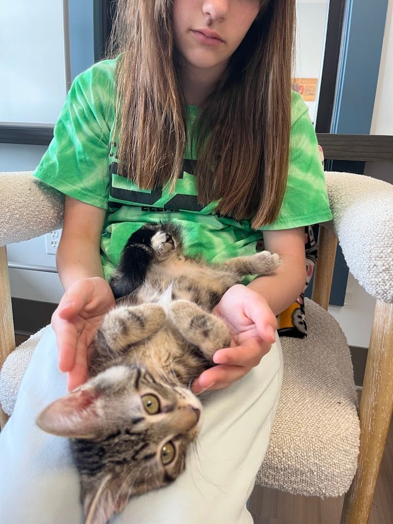 A Cozy Concept That Blends Coffee and Cat Cuddles