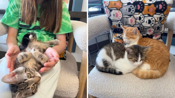 This Cozy Cat Cafe in Ohio Lets You Sip Coffee While Cuddling Rescue Cats Looking for Forever Homes
