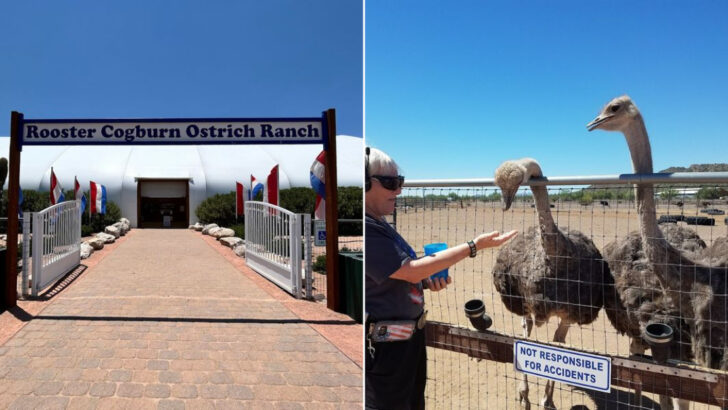 This Desert Ranch in Arizona Has Stingrays, Monster Trucks, and Hundreds of Ostriches All in One Place