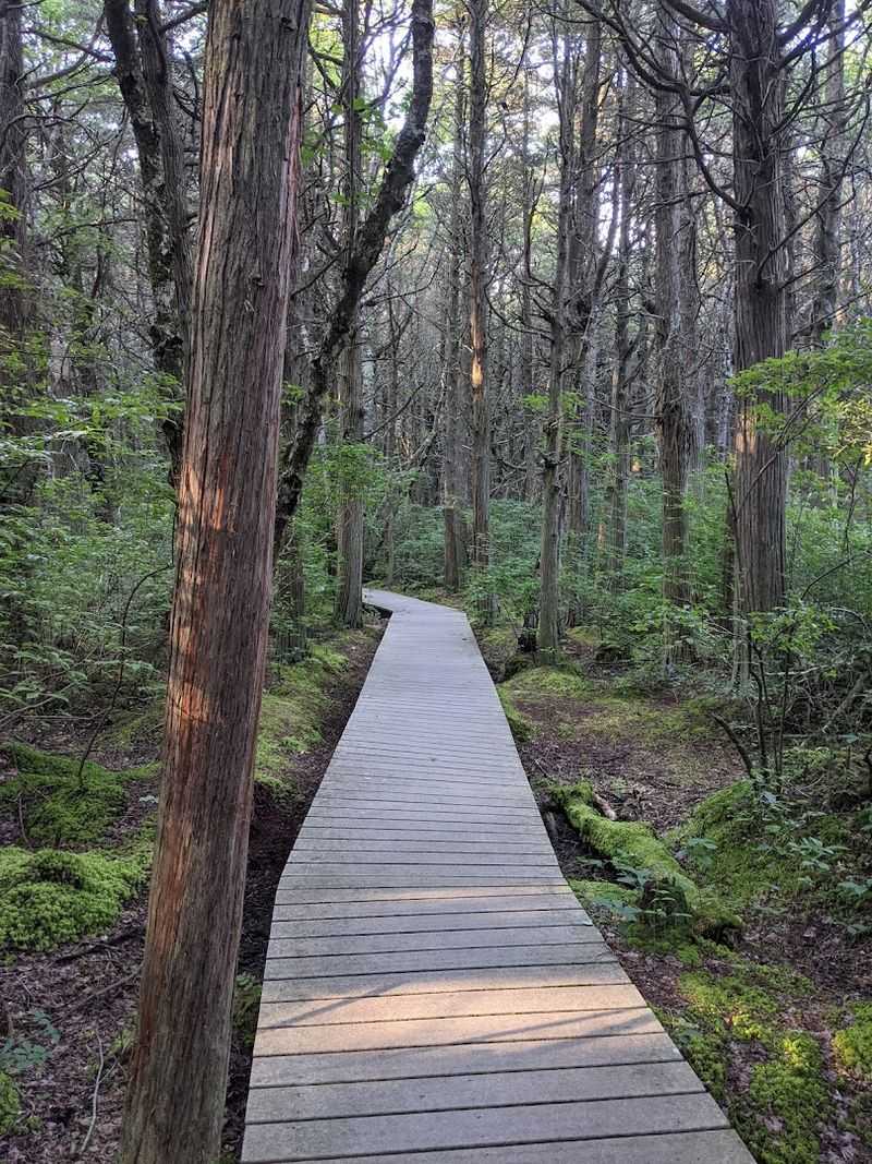 The Enchanting Boardwalk That Steals the Show