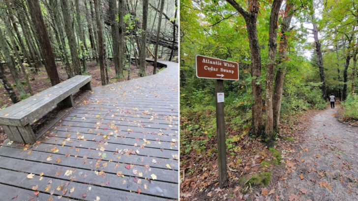This Easy Nature Trail In Massachusetts Feels Like Walking Through Another World