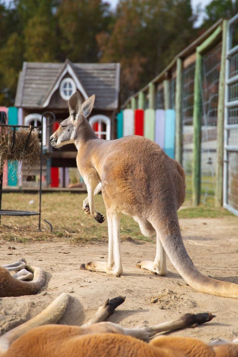Kangaroo Encounters and the Overnight Kangaroo Cottage