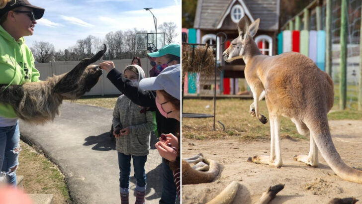 This Family Run Animal Sanctuary in North Carolina Has Over 150 Exotic Animals and You Can Pet, Feed, and Hold Most of Them