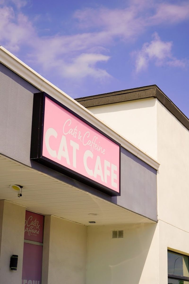 Tampa's First Cat Caf&eacute; Concept