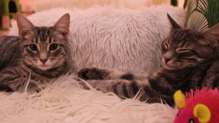 This Florida Coffee Spot Is Filled With Rescue Cats That Make It Hard To Leave