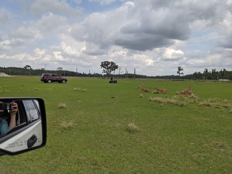 The Drive-Through Safari Experience