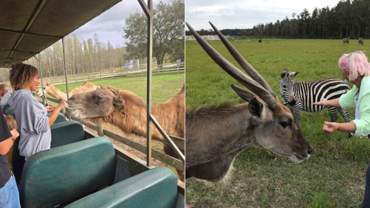 This Florida Drive-Through Safari Lets You See Exotic Animals Roaming Just Feet Away
