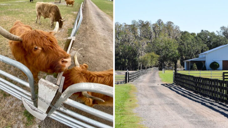 This Florida Farm Lets You Pet Adorable Highland Cows and It&rsquo;s the Most Fun Fall Experience in the State