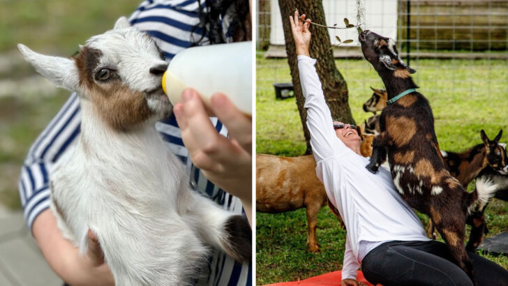 This Florida Farm Lets You Spend Time With Baby Goats And Bottle Feed Them Yourself