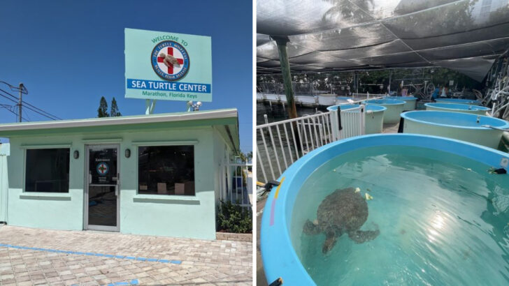 This Florida Hospital Rescues Injured Sea Turtles and Is One of the Most Unique Stops in the Keys