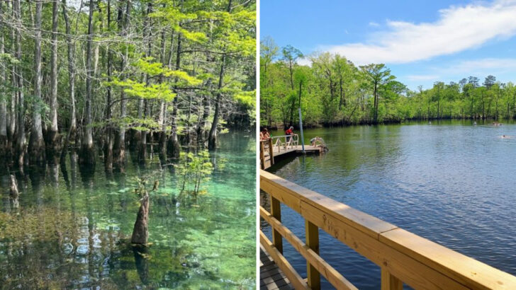 This Florida Park Is a Wonderland of Towering Cypress Trees and Crystal-Clear Springs