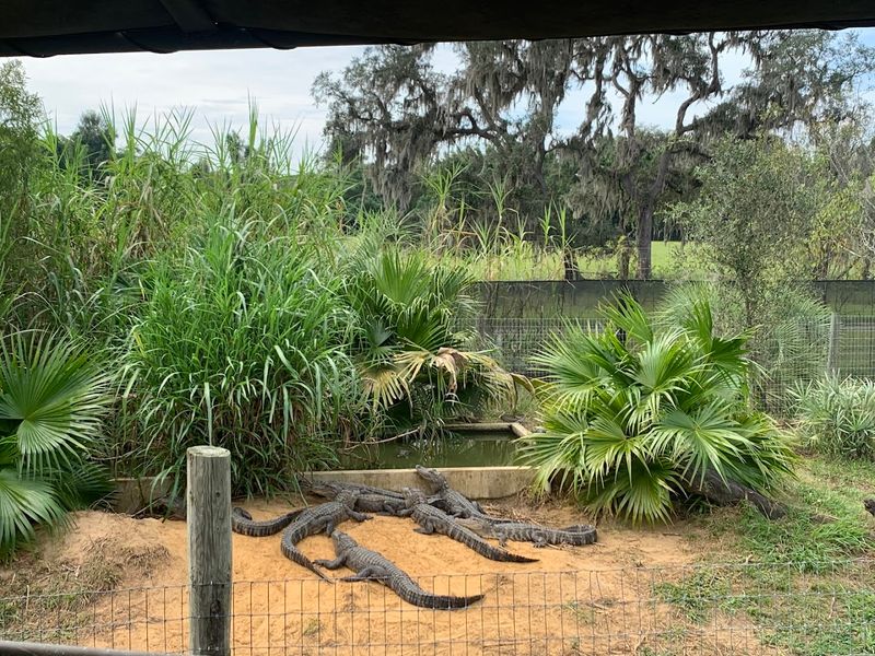 Drive-through Safari: Your Car, Your Pace