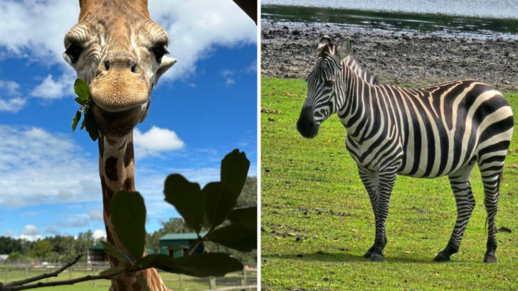 This Florida Ranch Near Tampa Turns a Simple Day Trip Into a Giraffe-Filled Safari
