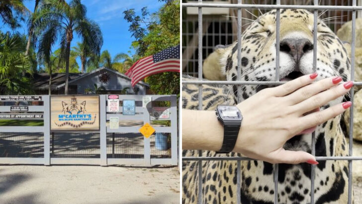 This Florida Sanctuary Rescues Exotic Big Cats and Keeps Visits Small and Personal