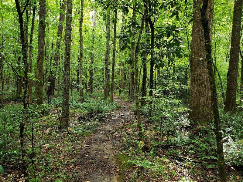 Pine Mountain Trail Network