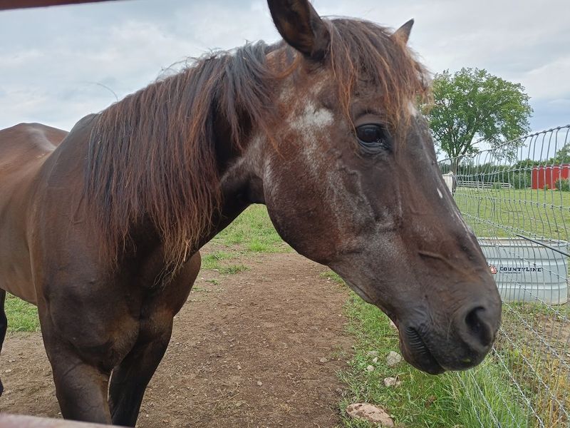 A Unique Farm Experience Near Ann Arbor