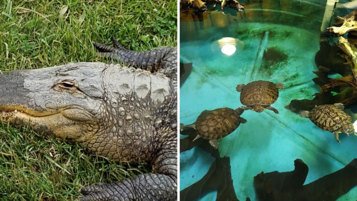 This Michigan Sanctuary Began With One Abandoned Alligator and Is Now Home to Hundreds of Rescued Animals