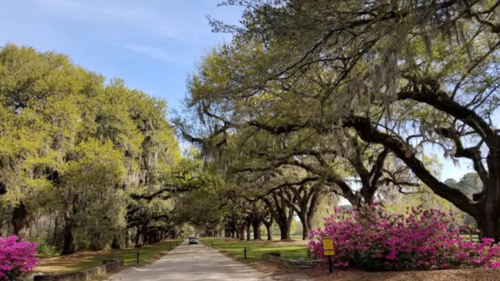 This Nearly Mile Long Tunnel of Live Oaks in South Carolina Has Been Standing for Almost 300 Years