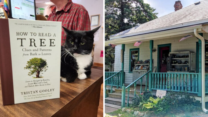 This North Carolina Literary Road Trip Takes You to 10 Incredible Bookstores