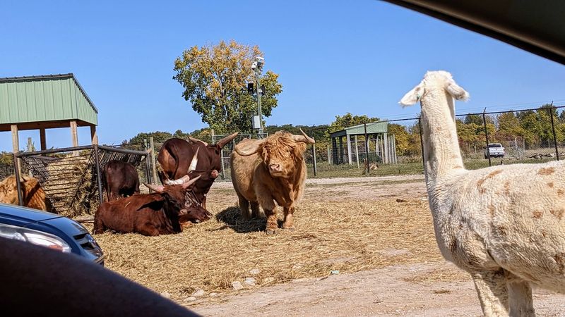 The Drive-Thru Safari Experience