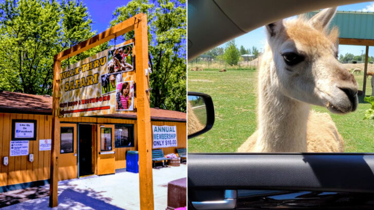 This Ohio Drive‑Thru Safari Lets Giraffes And Bison Come Nose‑To‑Nose With Your Car