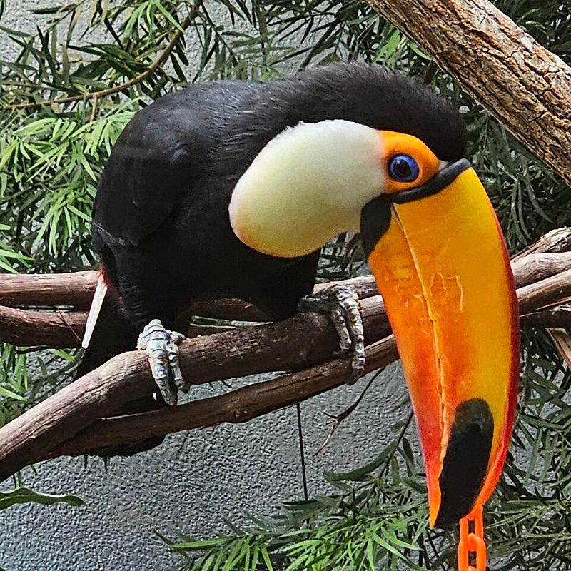 Tropical Rainforest Habitat