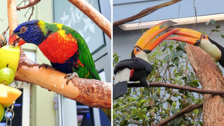 This Pennsylvania Bird Sanctuary Houses Over 150 Species From Every Continent Under One Roof