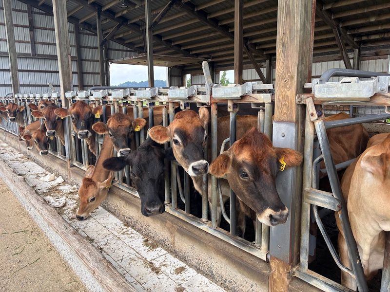 Jersey Cows: The Secret Behind the Creaminess