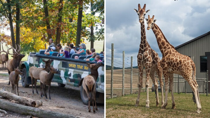 This Pennsylvania Safari Park Started as a Retired Marine&rsquo;s Hobby and Now Has Over 1,000 Animals Across 150 Acres