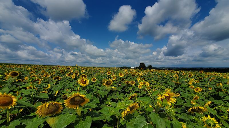 500,000 Sunflowers That Feel Like Provence