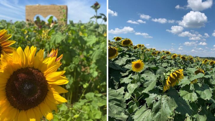 This Sunflower Farm in Pennsylvania Has 500,000 Blooms and Feels Like the South of France