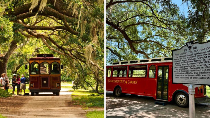 This Tea Garden in South Carolina Feels Like You&rsquo;ve Been Transported to the Hills of Japan