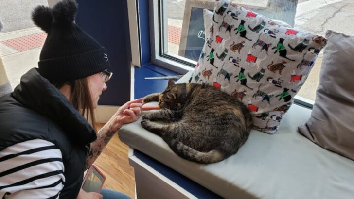 This Tiny Ohio Cat Cafe Has Found Forever Homes for Over 1,600 Rescue Cats Since Opening in 2019